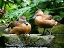 Lesser Whistling Duck (WWT Slimbridge June 2015) - pic by Nigel Key